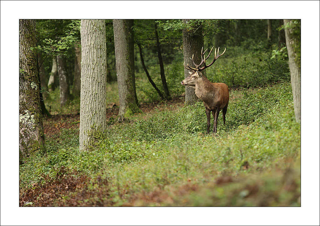 Conseils d'un photograhe animalier pour assister au brame du cerf